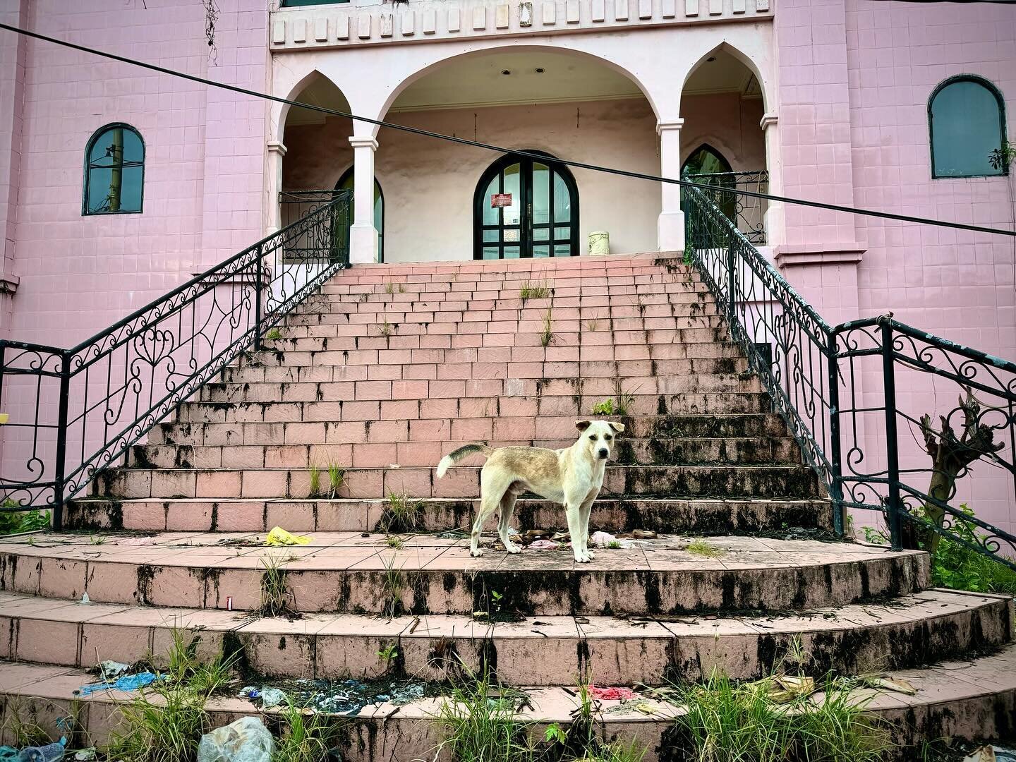A stray dog on the steps of a large pink house in Kuta, Indonesia #ngphotographerchallenge