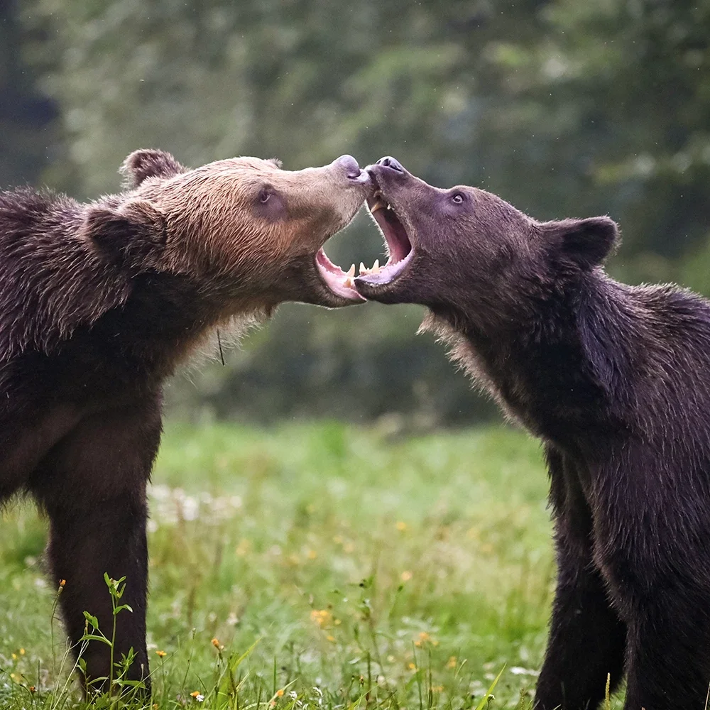 Two wild brown bears engage in a non-aggressive nasal greeting in the Transylvanian wilderness. A cinematic study by Scott Ramsey of social behaviour and human-wildlife coexistence in the Carpathian Mountains.