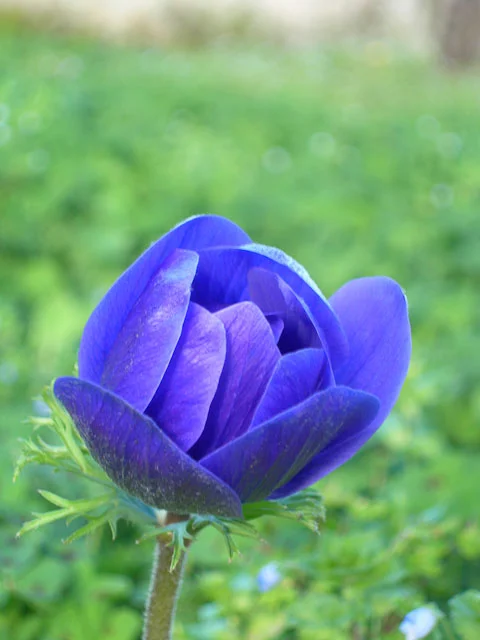 Tuscan Tulip