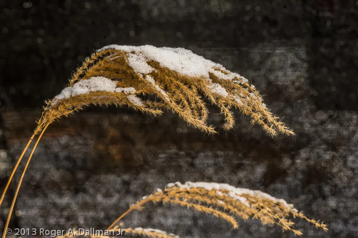 20130203-_RD43572.jpg
