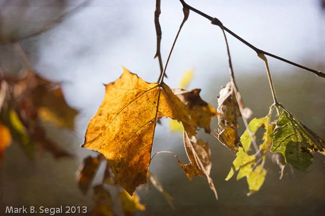 Photowalk 2013-36-Edit.jpg