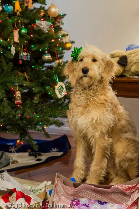 "Bo with a bow." One of the four dogs who came with the family to visit for Christmas.