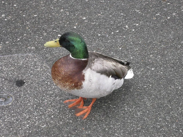 Don't ask, it really is just a nice duck. 
