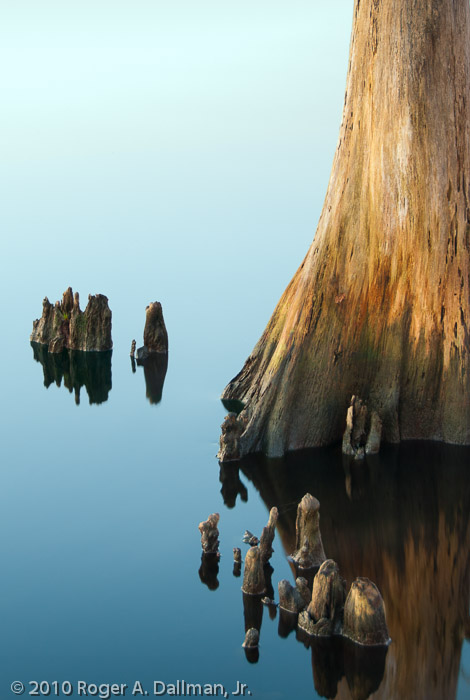 North Carolina Cypress