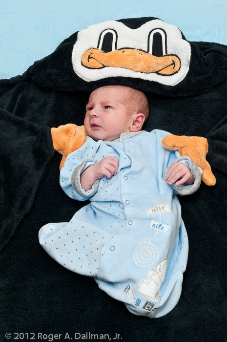 Penguin babysitter?