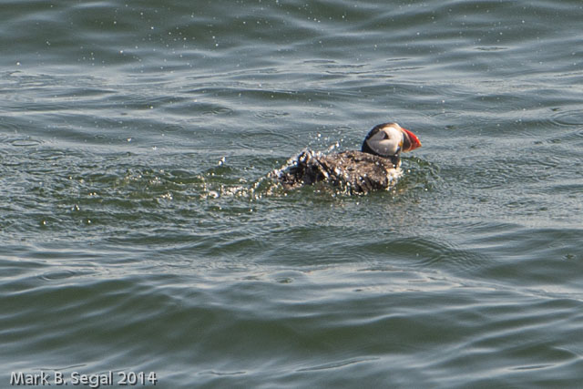 Did you know there is a Puffin song?