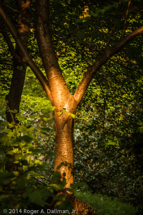 I like the light on this tree
