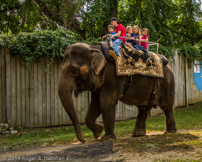 I make no promises that there will be elephants for our photowalk.