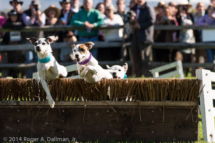 Even the dogs had hurdles to clear.