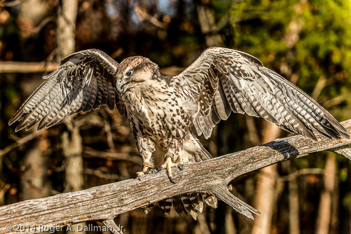 Saker Falcon