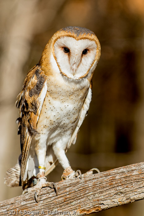 Barn Owl