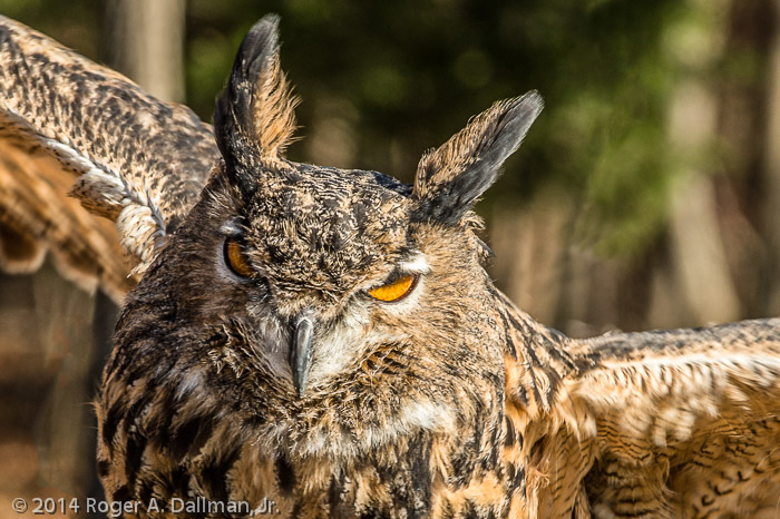 Screech Owl
