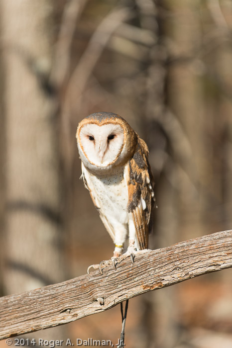 Barn Owl
