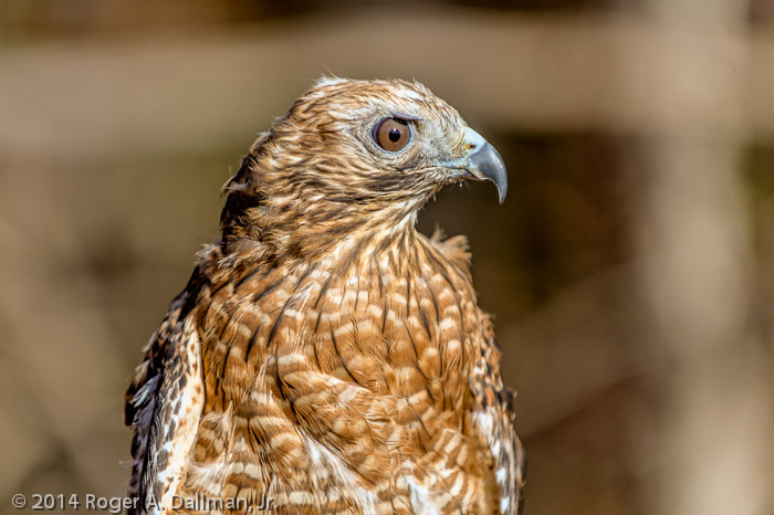 Red-Shouldered Hawk