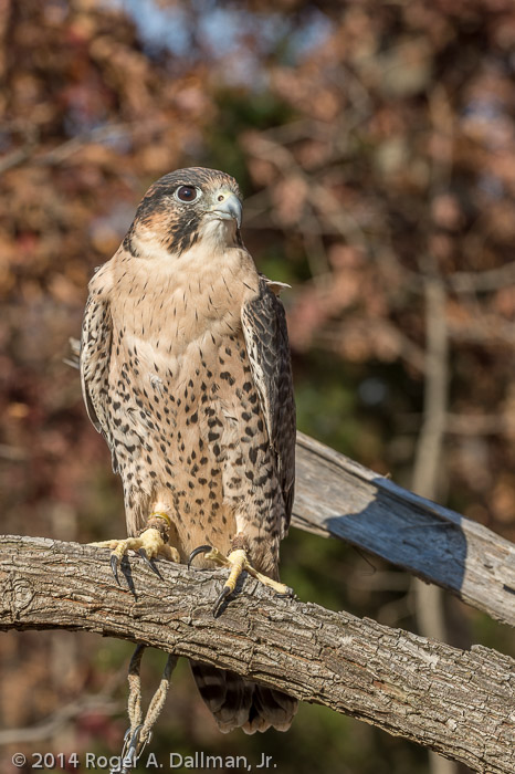 Peregrine Falcon (before)
