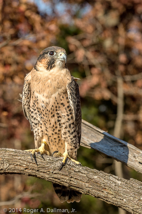Peregrine Falcon (after retouch)