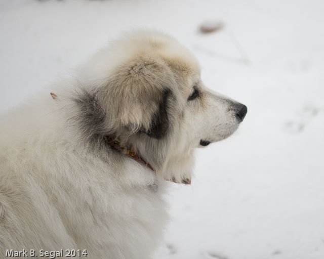 Majestic creature guarding her flock