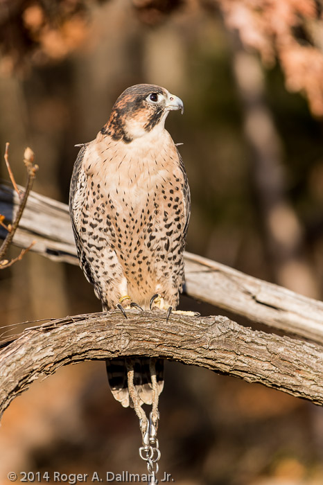 Peregrine Falcon