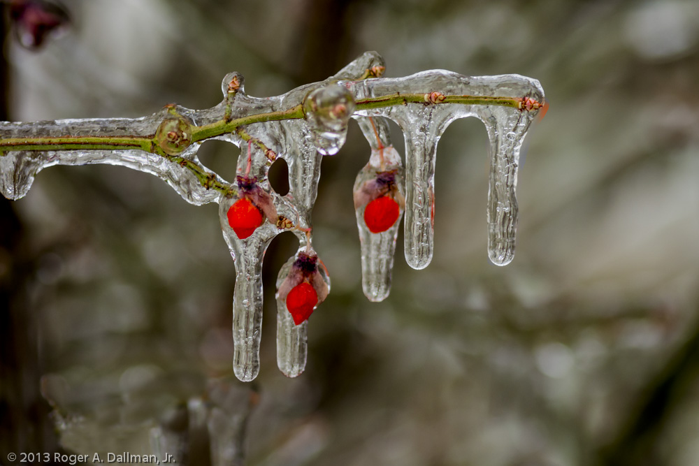 An early freeze