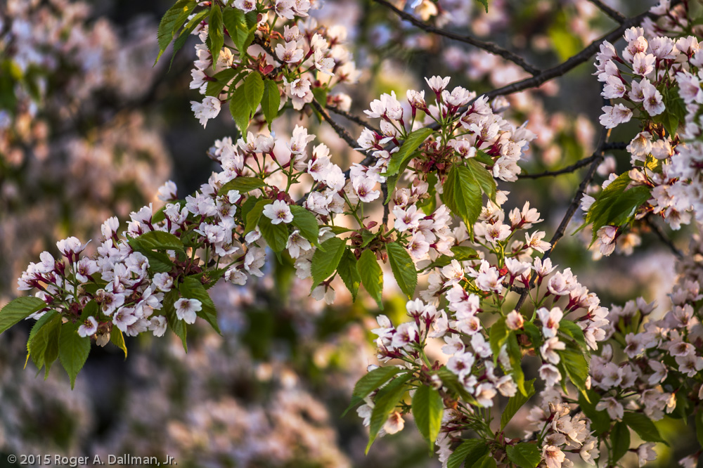 Cherry Blossom Festival, Washington, D.C.