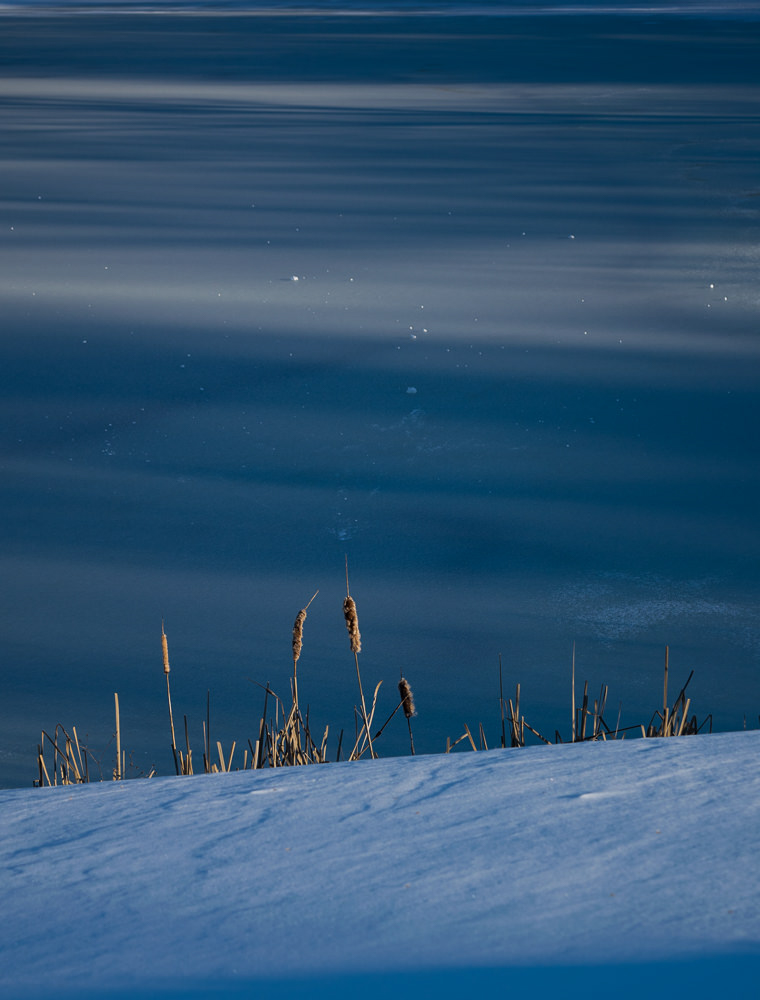 Winter weeds. Photo by Robyn Wiencko
