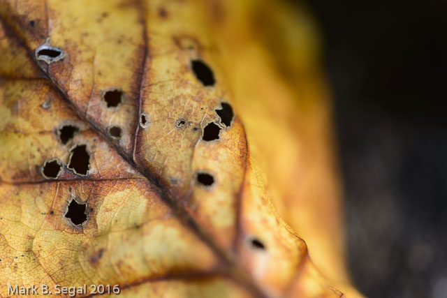 Fall