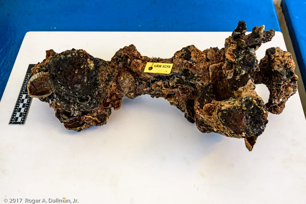 Encrusted hull pin from the Colonial Period