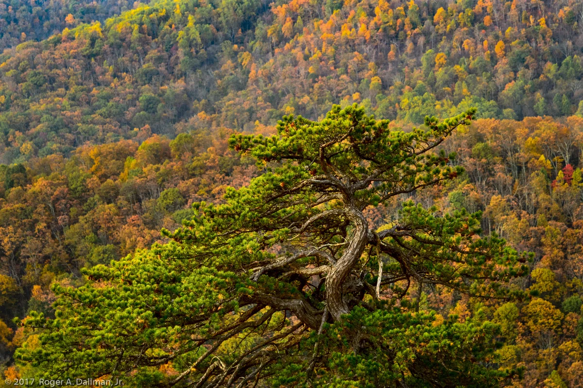 Bacon Hollow Overlook, Shenandoah National Park
