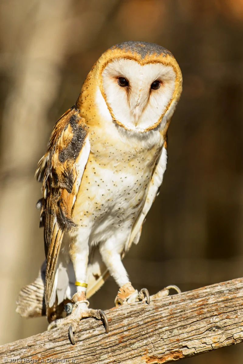 From an earlier raptor shoot, at Nature Visions Photo Expo
