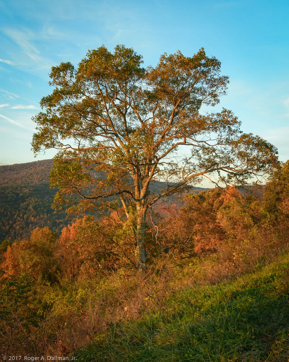 Loft Mountain Overlook