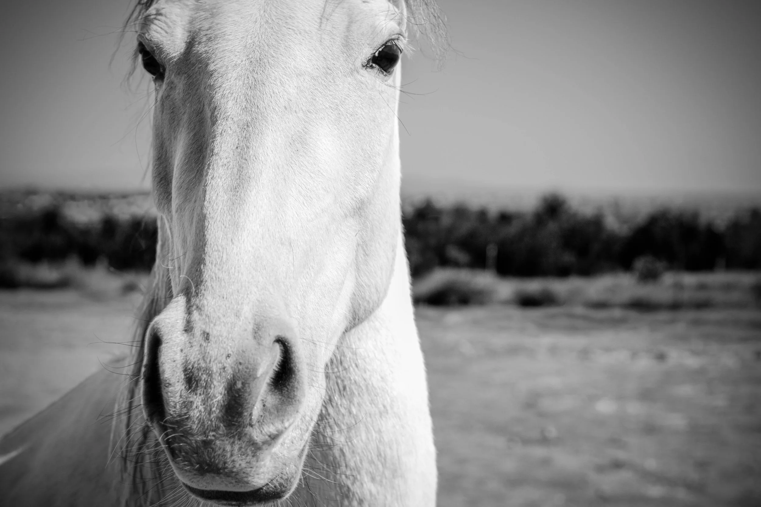 Horsecloseup.jpg