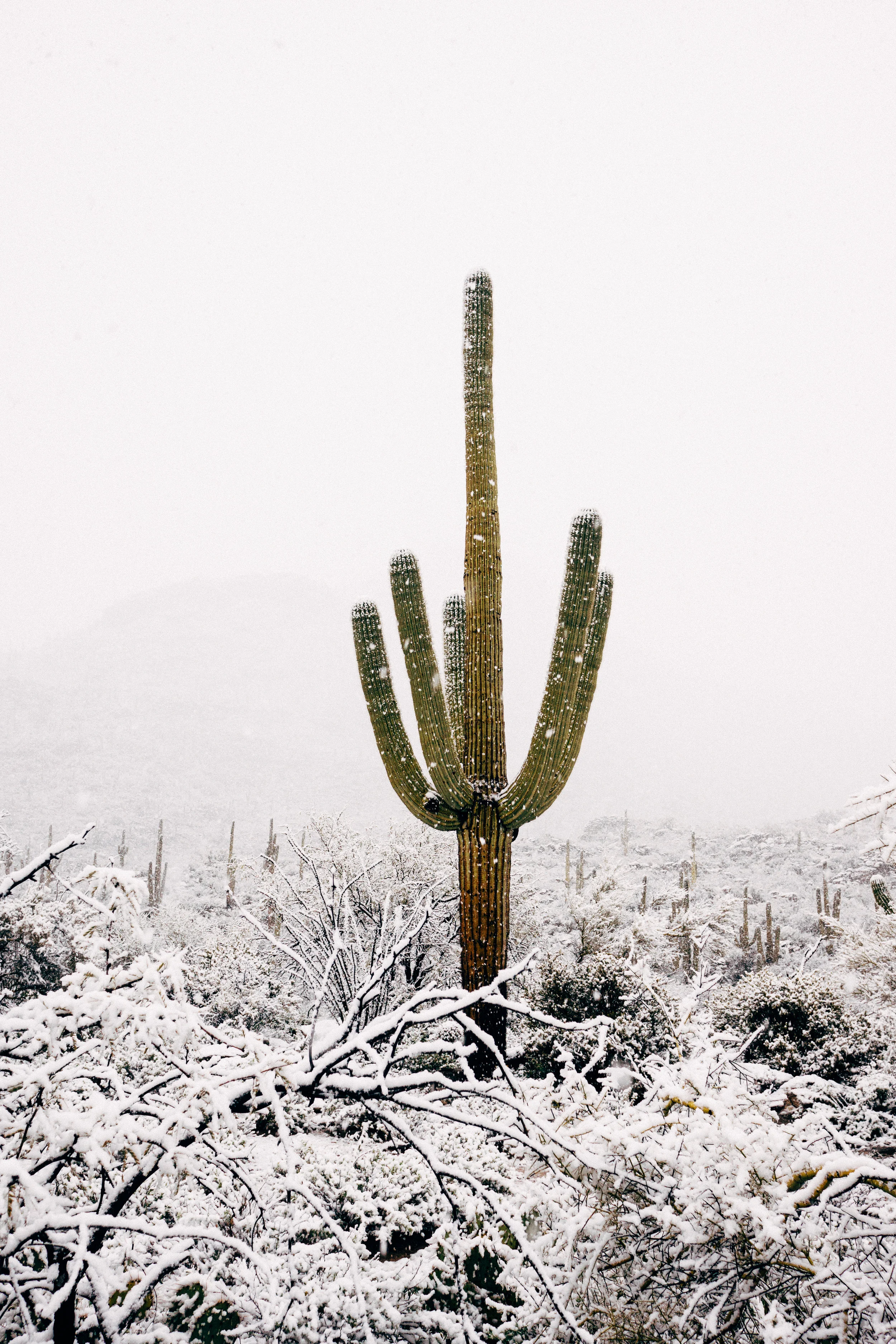 snowcactus-1.jpg