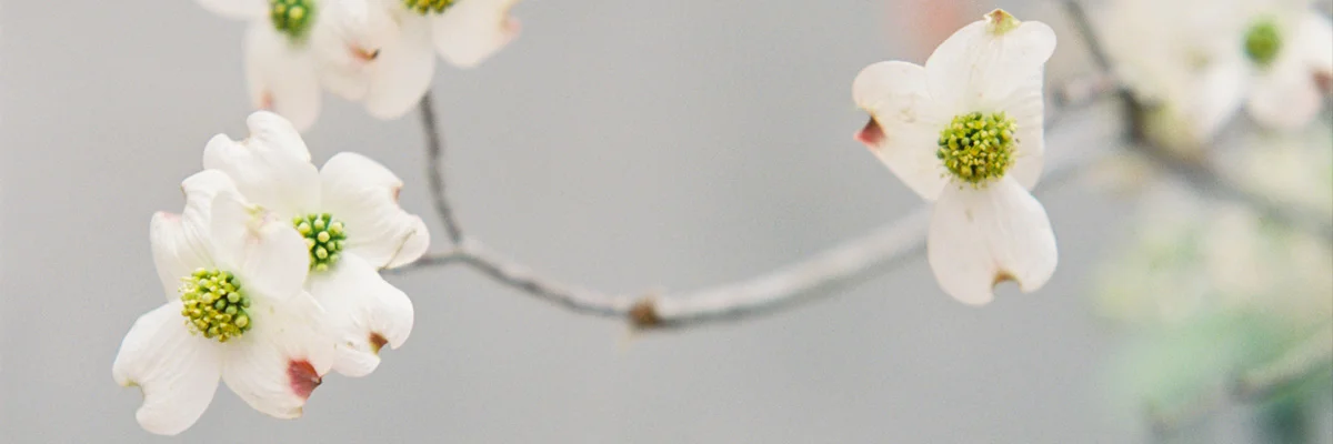 sprout-wedding-banner1.jpg