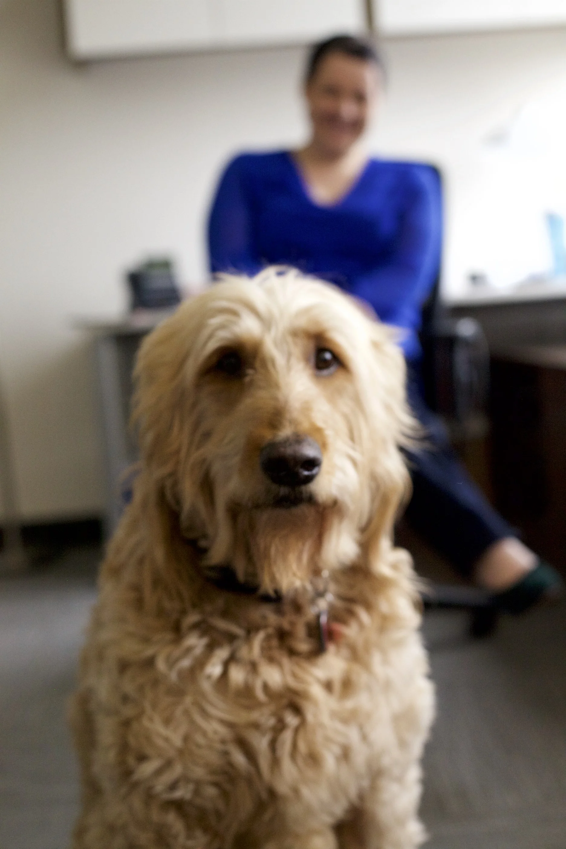 Meet Gus! Gus loves coming to work with me and I bring him every chance I get. He's a mellow and very lovable Golden Doodle.