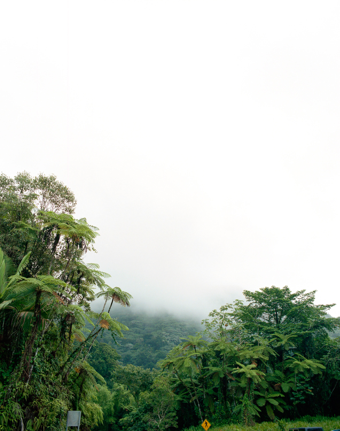 rainforestfade.jpg
