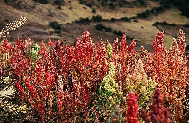 quinoa.jpg