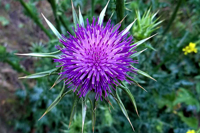 milkthistle.jpg