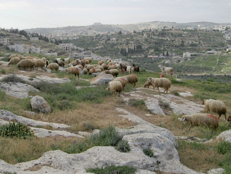 Shepherds Fields outside of Bethlehem with Herodium in the distance