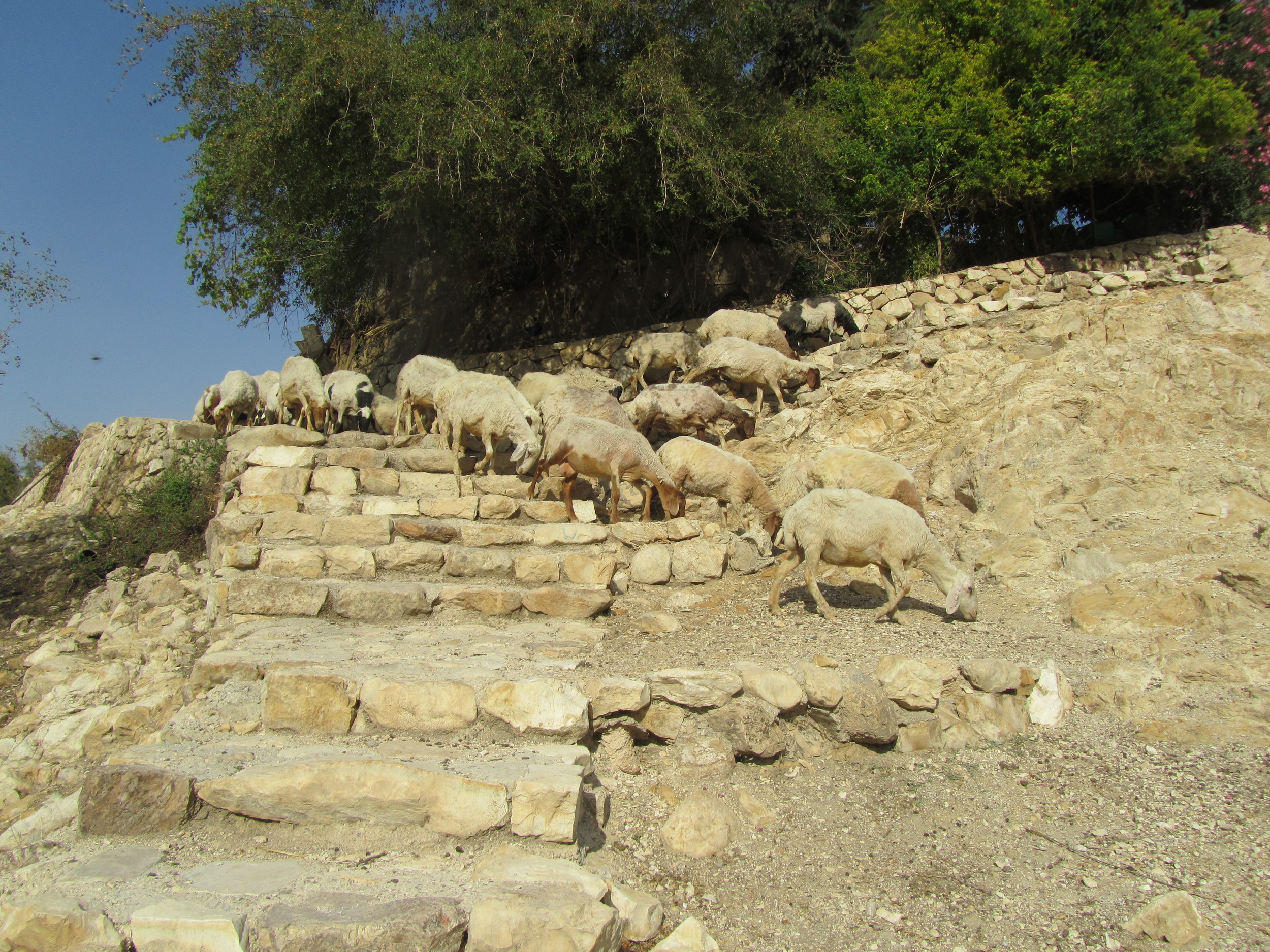 Desert Sheep on the Trail to the Wadi Kelt Spring