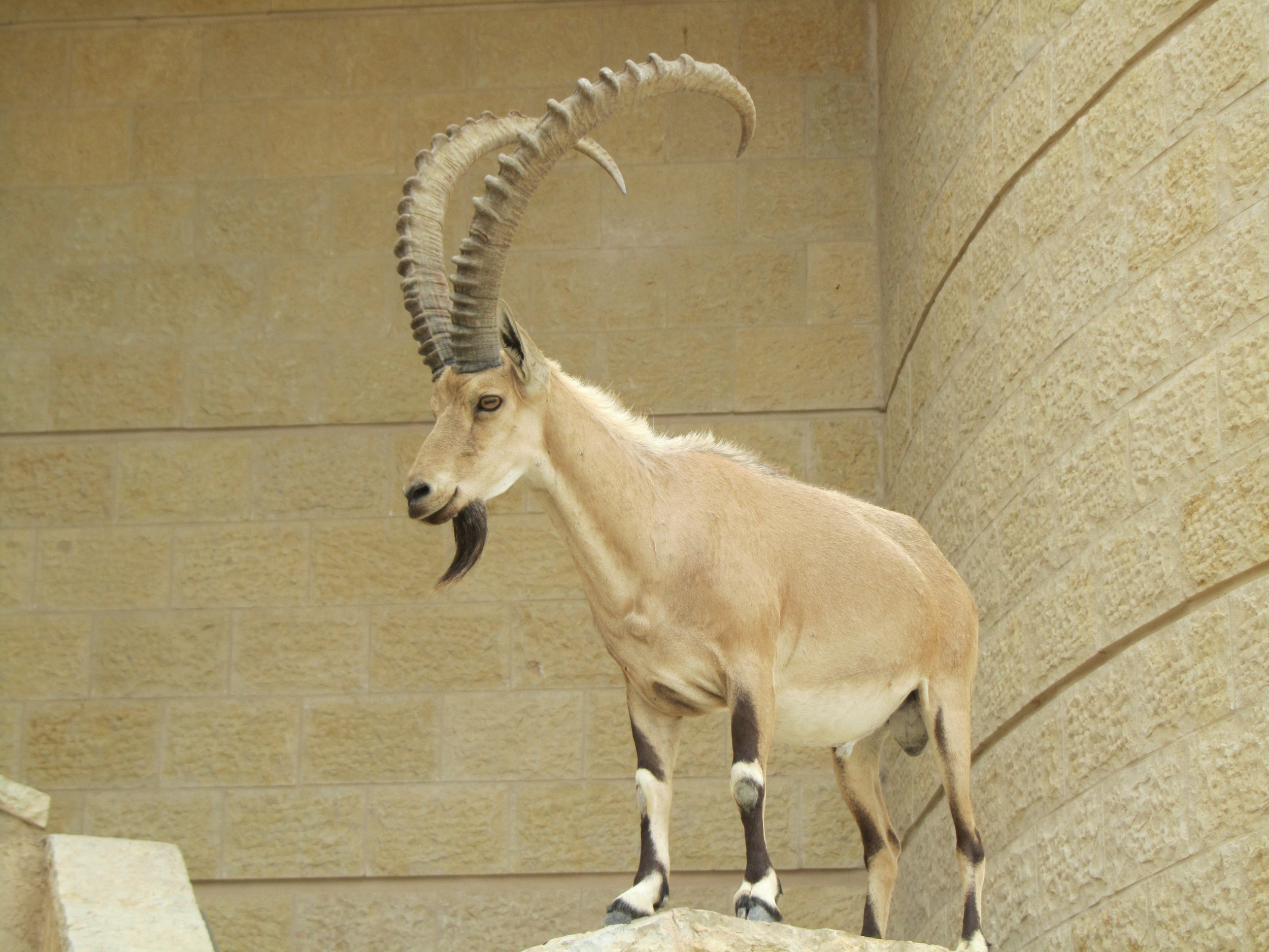 A Desert Oryx Posing at Masada