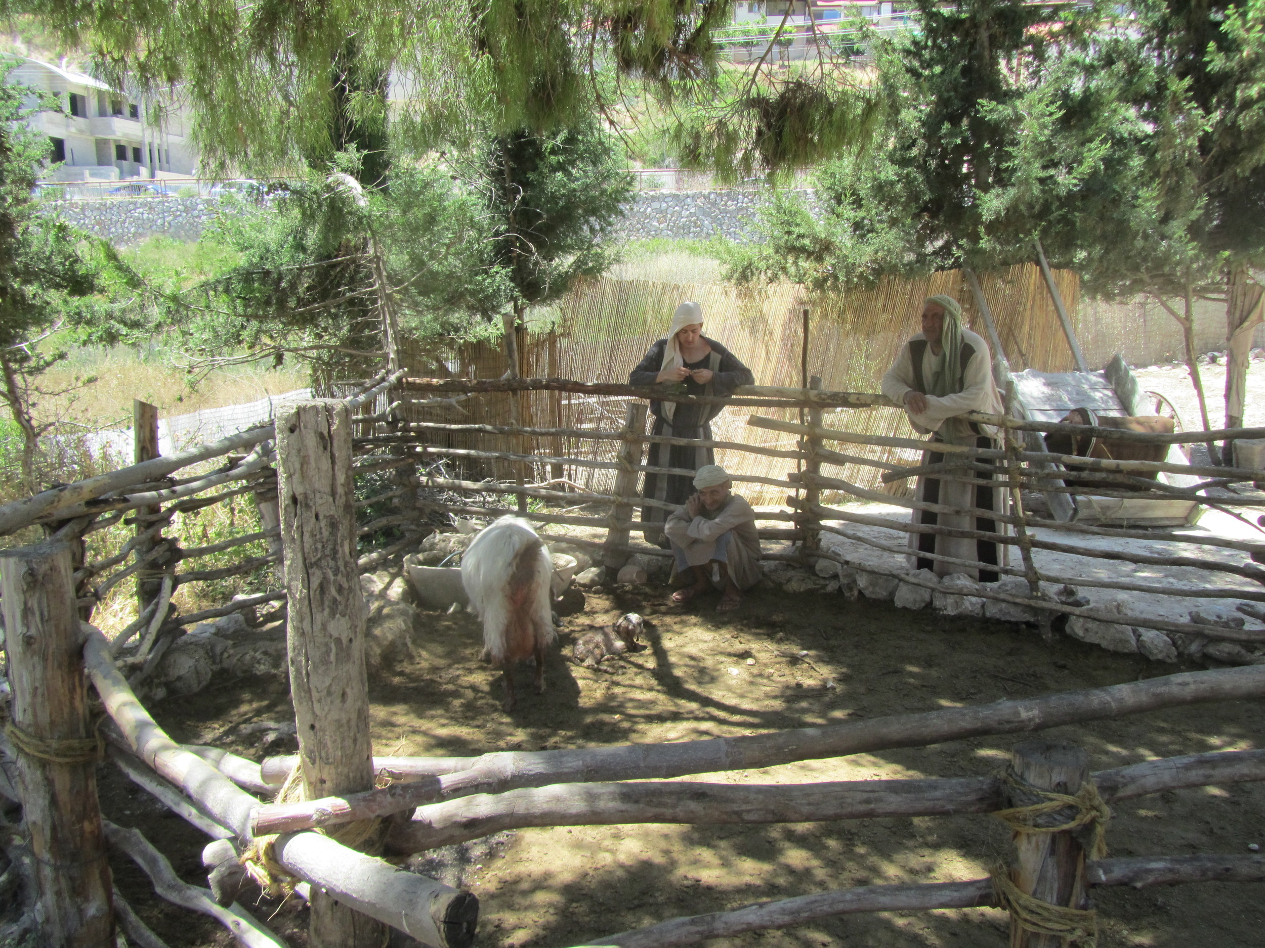This Mamma Goat Just Gave Birth to a New Kid!