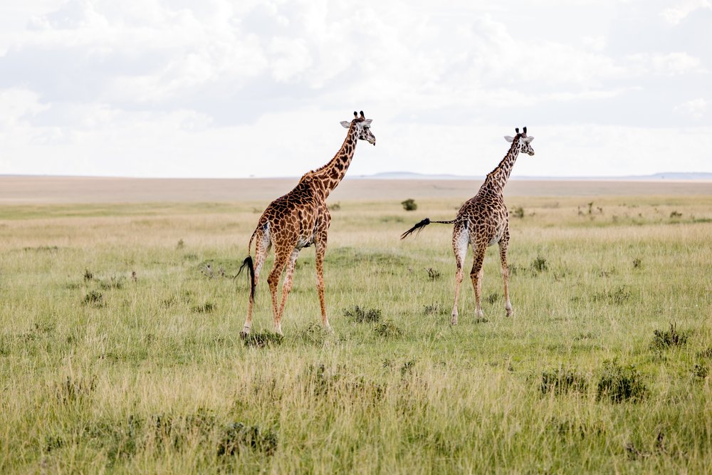 Masai Mara Emboo River Kenya Africa Wedding-9.jpg