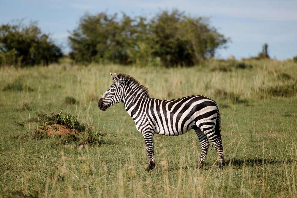 Masai Mara Emboo River Kenya Africa Wedding-10.jpg