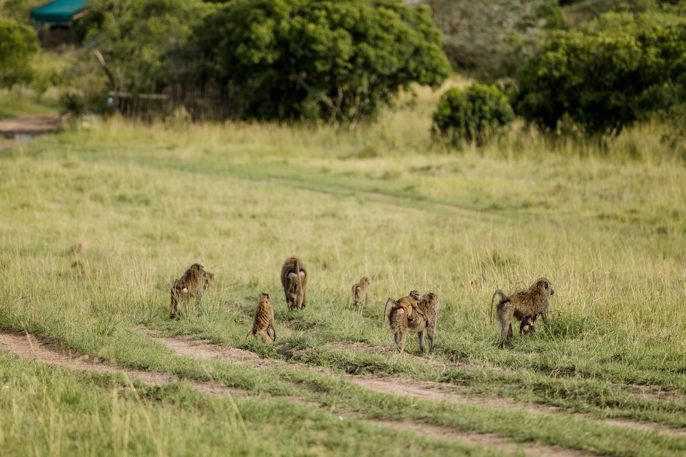 Masai Mara Emboo River Kenya Africa Wedding-12.jpg