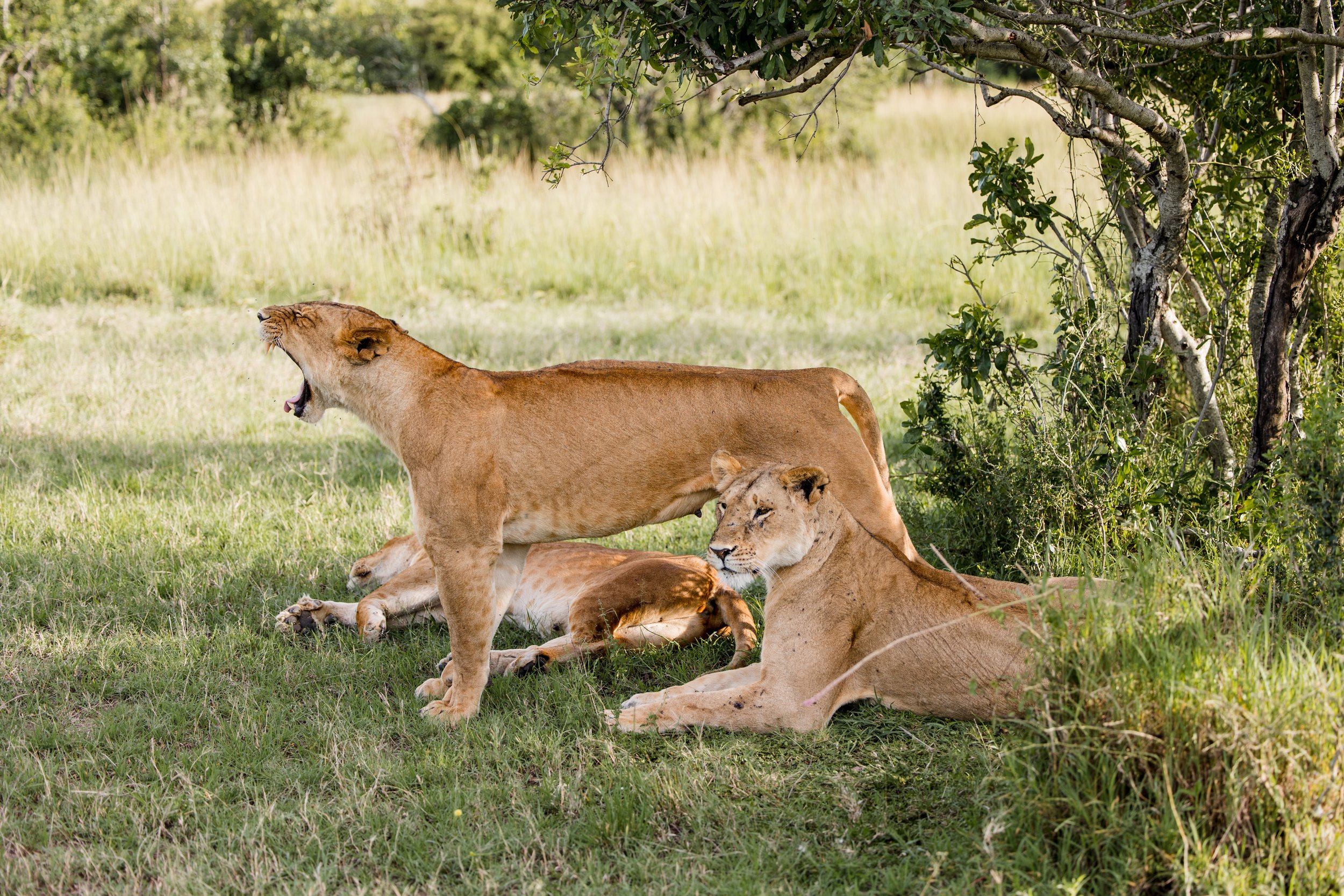 Masai Mara Emboo River Kenya Africa Wedding-14.jpg