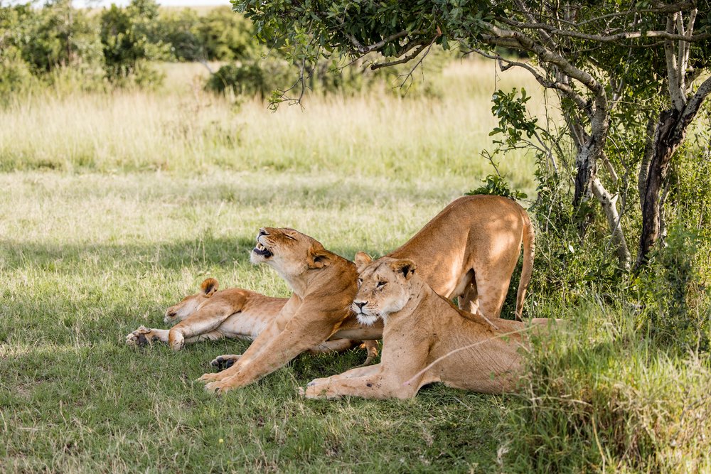 Masai Mara Emboo River Kenya Africa Wedding-15.jpg