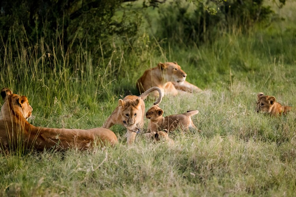 Masai Mara Emboo River Kenya Africa Wedding-26.jpg