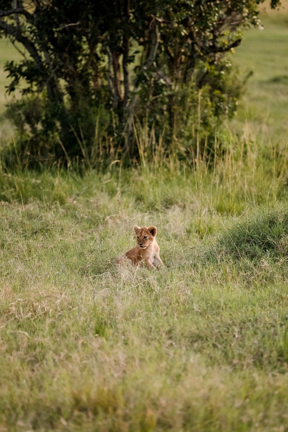 Masai Mara Emboo River Kenya Africa Wedding-25.jpg