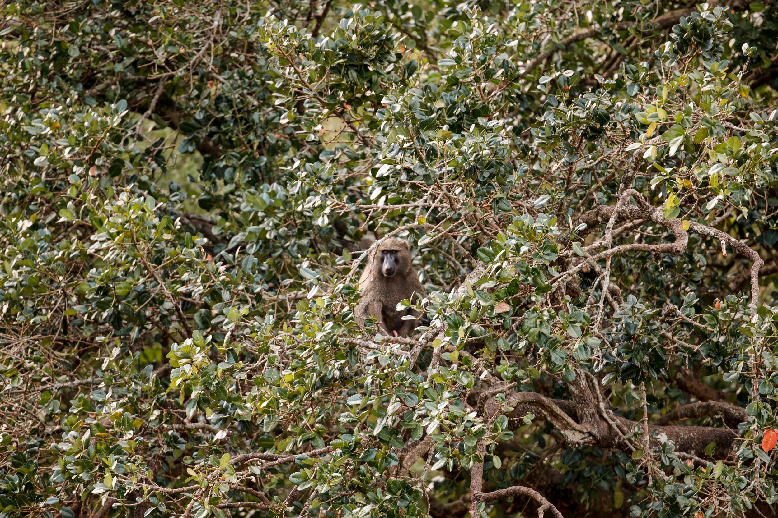 Masai Mara Emboo River Kenya Africa Wedding-89.jpg