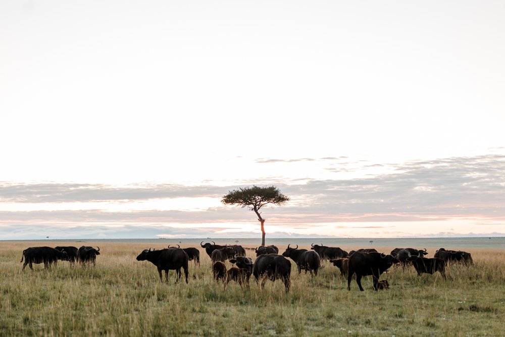 Masai Mara Emboo River Kenya Africa Wedding-127.jpg